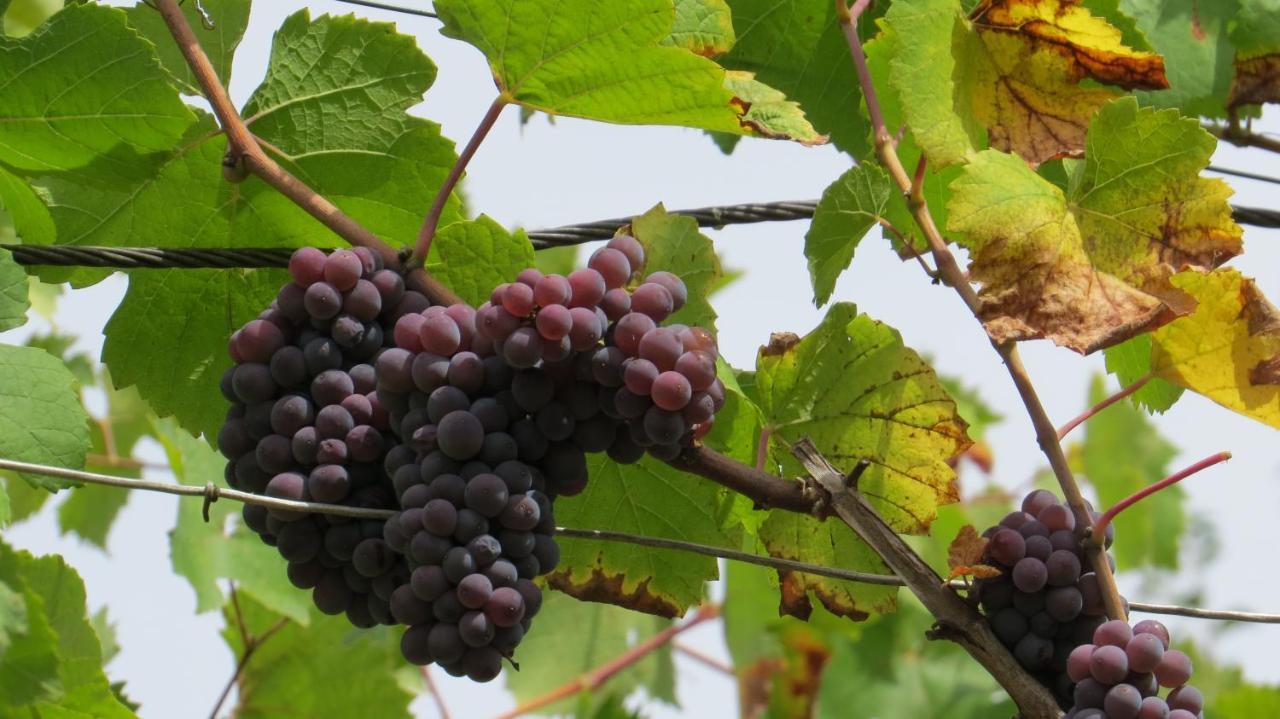Ferienwohnung Elbsommer Am Weinberg Meißen Esterno foto